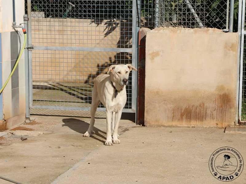 Uni, male Labrador Retriever for adoption at APAD Dénia, Dénia — photo 7 of 24