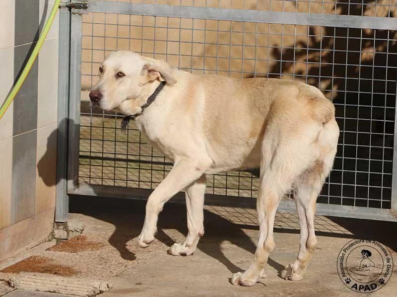 Uni, male Labrador Retriever for adoption at APAD Dénia, Dénia — photo 8 of 24