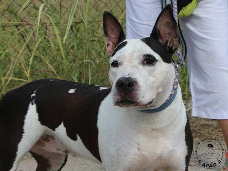 Vicky, male 4yo Mixed Breed for adoption at APAD Dénia, Dénia