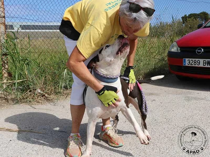 Vicky, male Mixed Breed for adoption at APAD Dénia, Dénia — photo 2 of 20