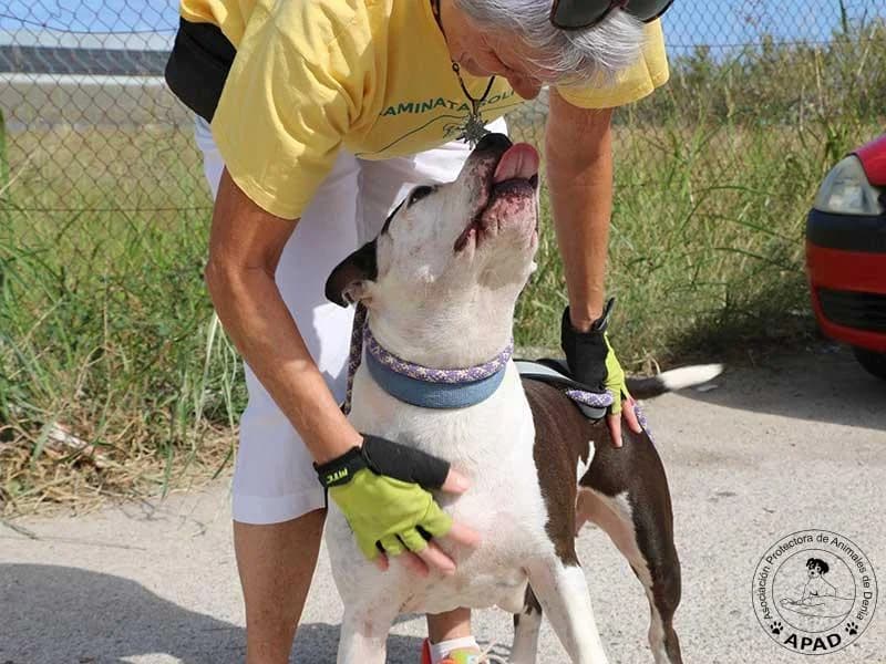 Vicky, male Mixed Breed for adoption at APAD Dénia, Dénia — photo 3 of 20