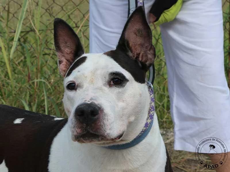 Vicky, male Mixed Breed for adoption at APAD Dénia, Dénia — photo 4 of 20