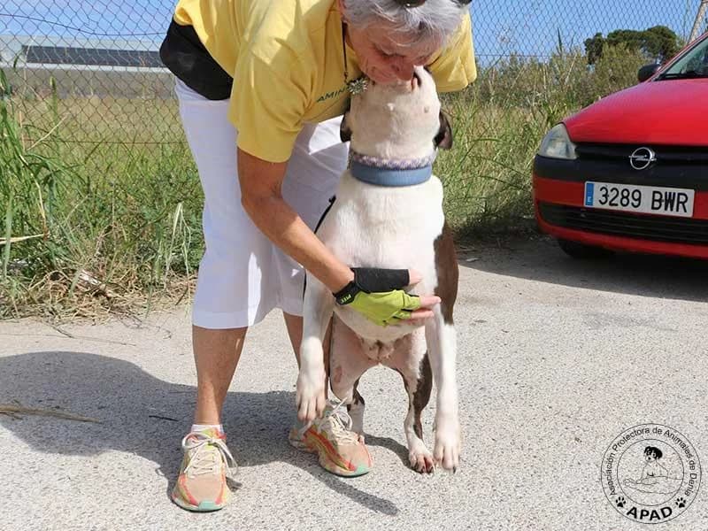 Vicky, male Mixed Breed for adoption at APAD Dénia, Dénia — photo 5 of 20