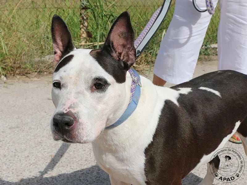 Vicky, male Mixed Breed for adoption at APAD Dénia, Dénia — photo 7 of 20