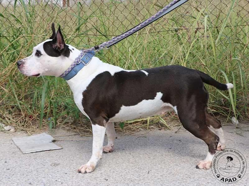 Vicky, male Mixed Breed for adoption at APAD Dénia, Dénia — photo 8 of 20