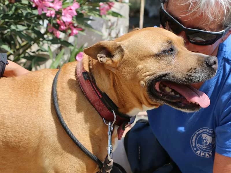 Xula, male American Staffordshire Terrier for adoption at APAD Dénia, Dénia — photo 2 of 15