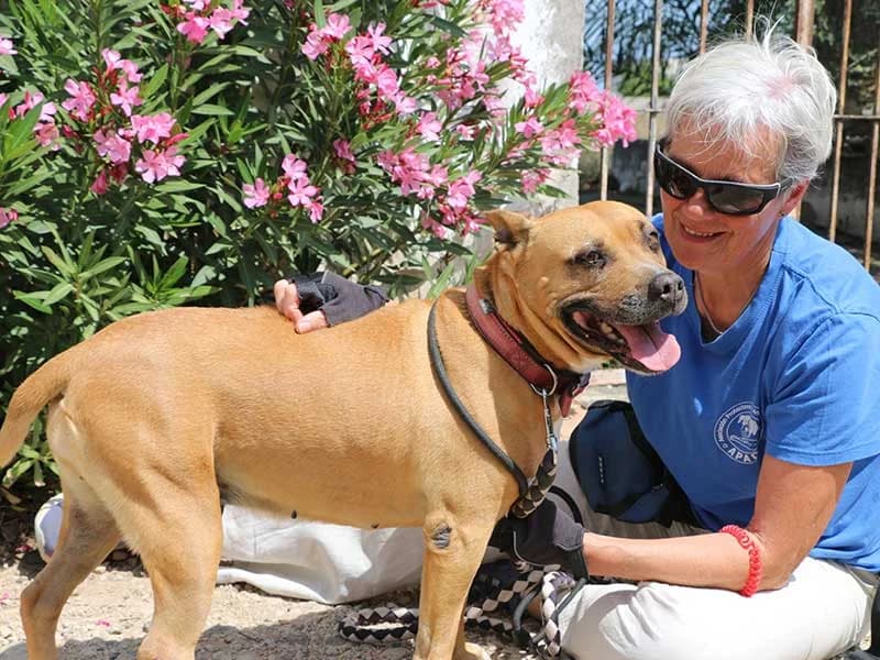 Xula, male American Staffordshire Terrier for adoption at APAD Dénia, Dénia — photo 3 of 15