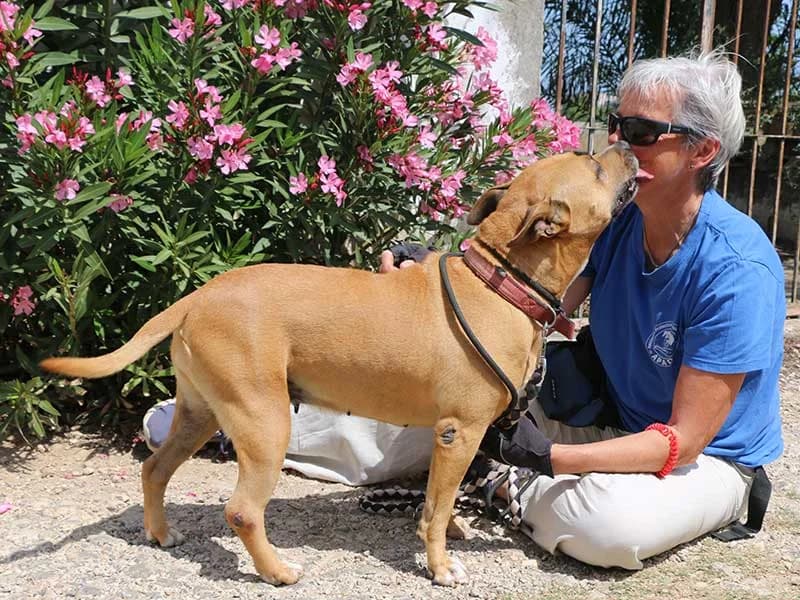 Xula, male American Staffordshire Terrier for adoption at APAD Dénia, Dénia — photo 4 of 15