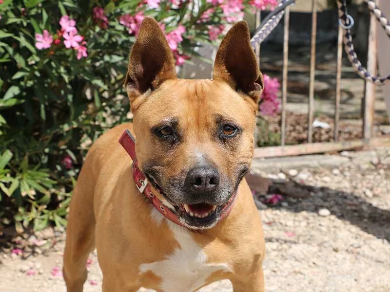 Xula, male American Staffordshire Terrier for adoption at APAD Dénia, Dénia — photo 5 of 15