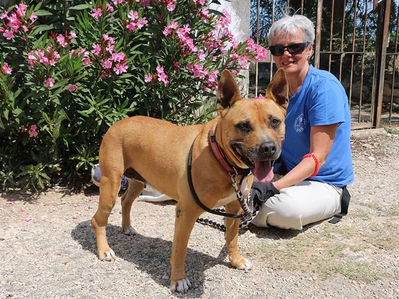 Xula, male American Staffordshire Terrier for adoption at APAD Dénia, Dénia — photo 7 of 15