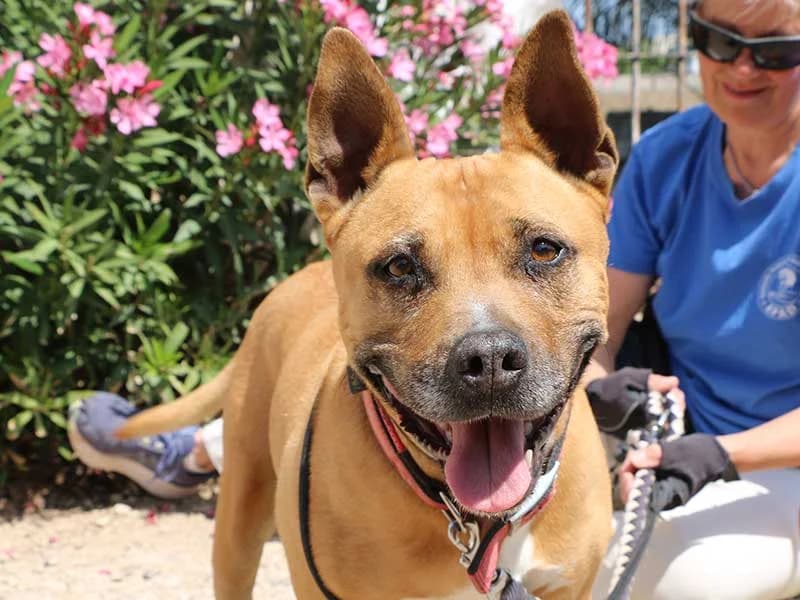 Xula, male American Staffordshire Terrier for adoption at APAD Dénia, Dénia — photo 8 of 15