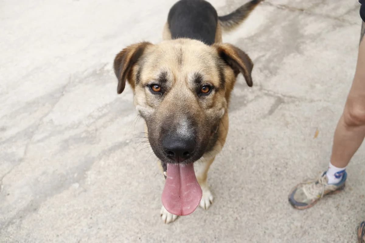 LEÓN,  young Spanish Mastiff for adoption at APADAN A Coruña