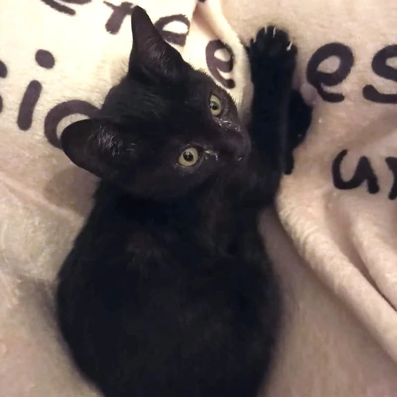 MAY (JAZZ), male senior European Shorthair for adoption at APAMAG