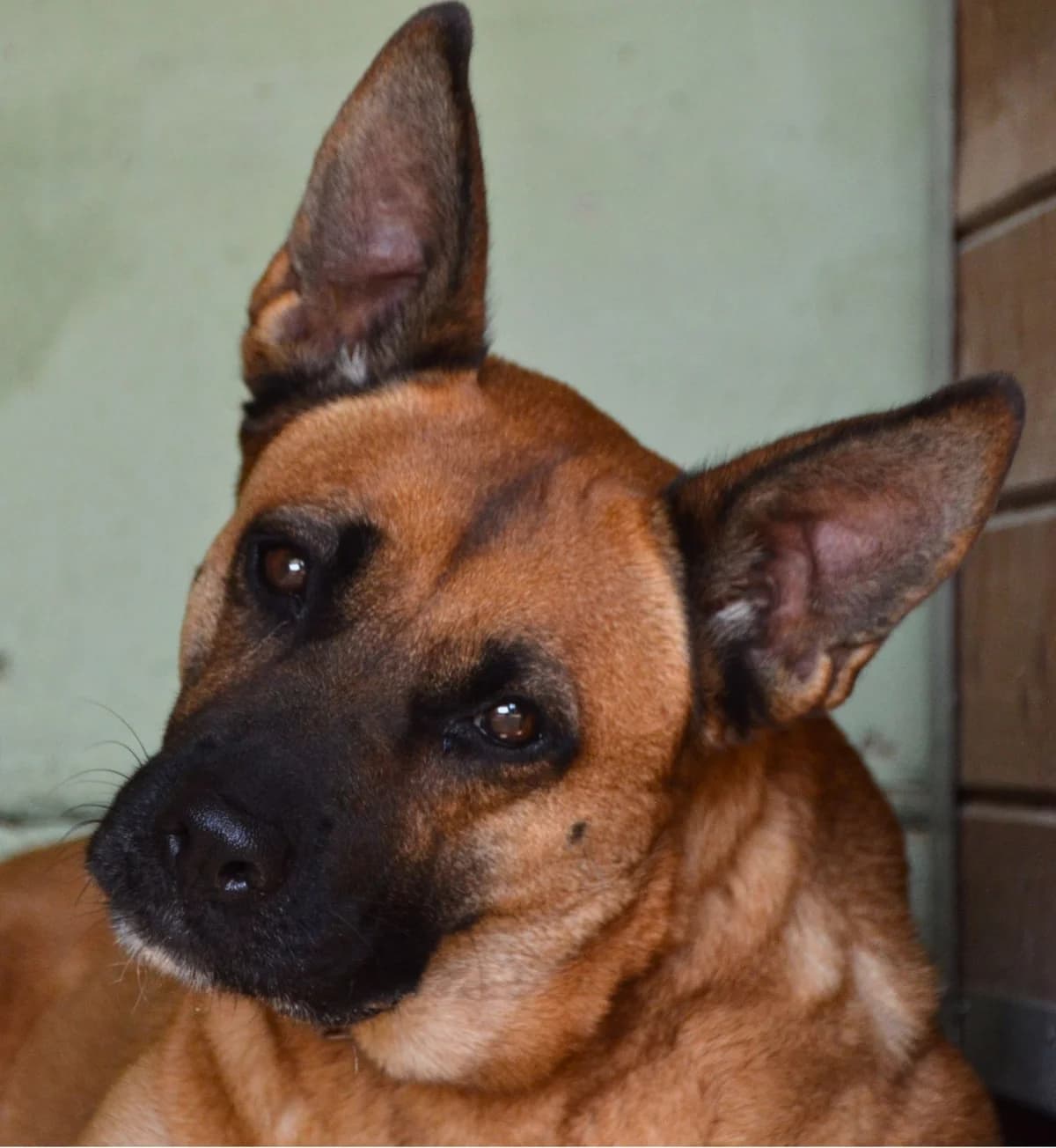 Ashla, Mixed Breed (APASA Xabia)