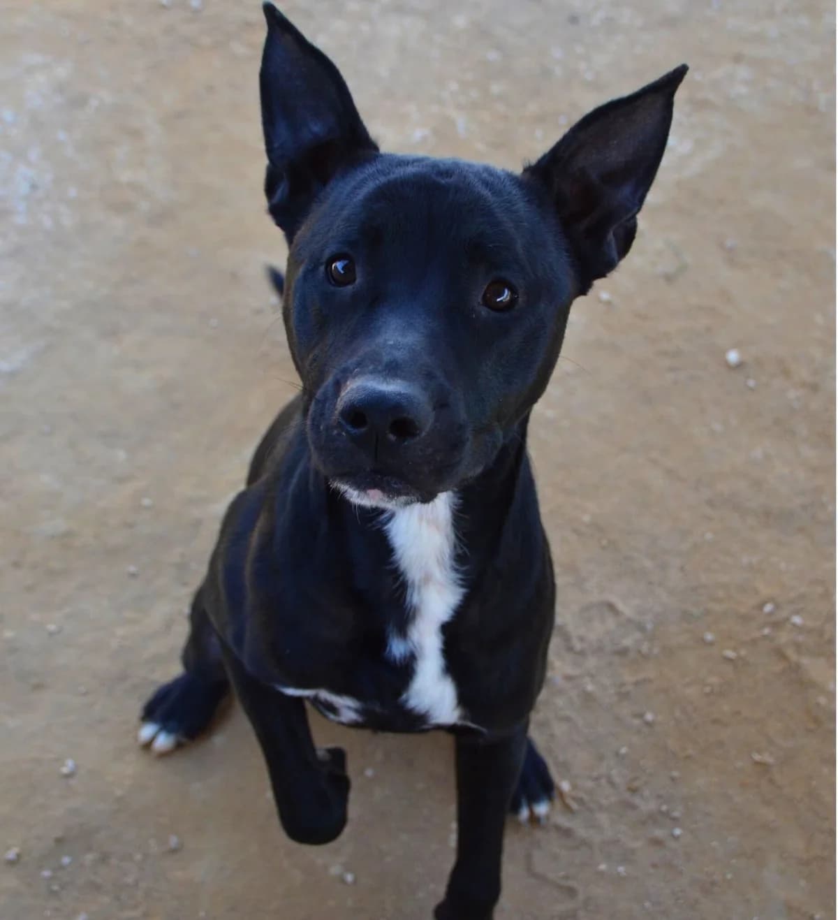 Askar, Mixed Breed (APASA Xabia)