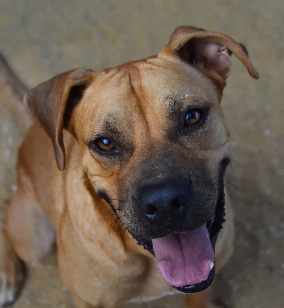 Barrie, Mixed Breed (APASA Xabia)