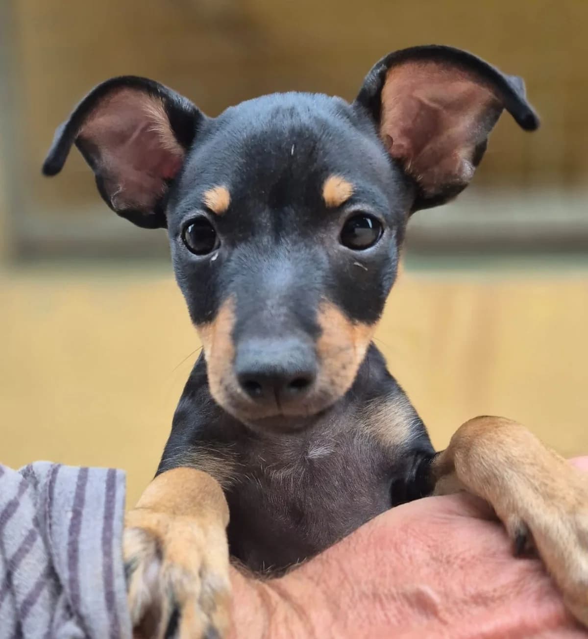 Benji Reserved, female puppy mixed breed for adoption at APASA Xabia, Xabia