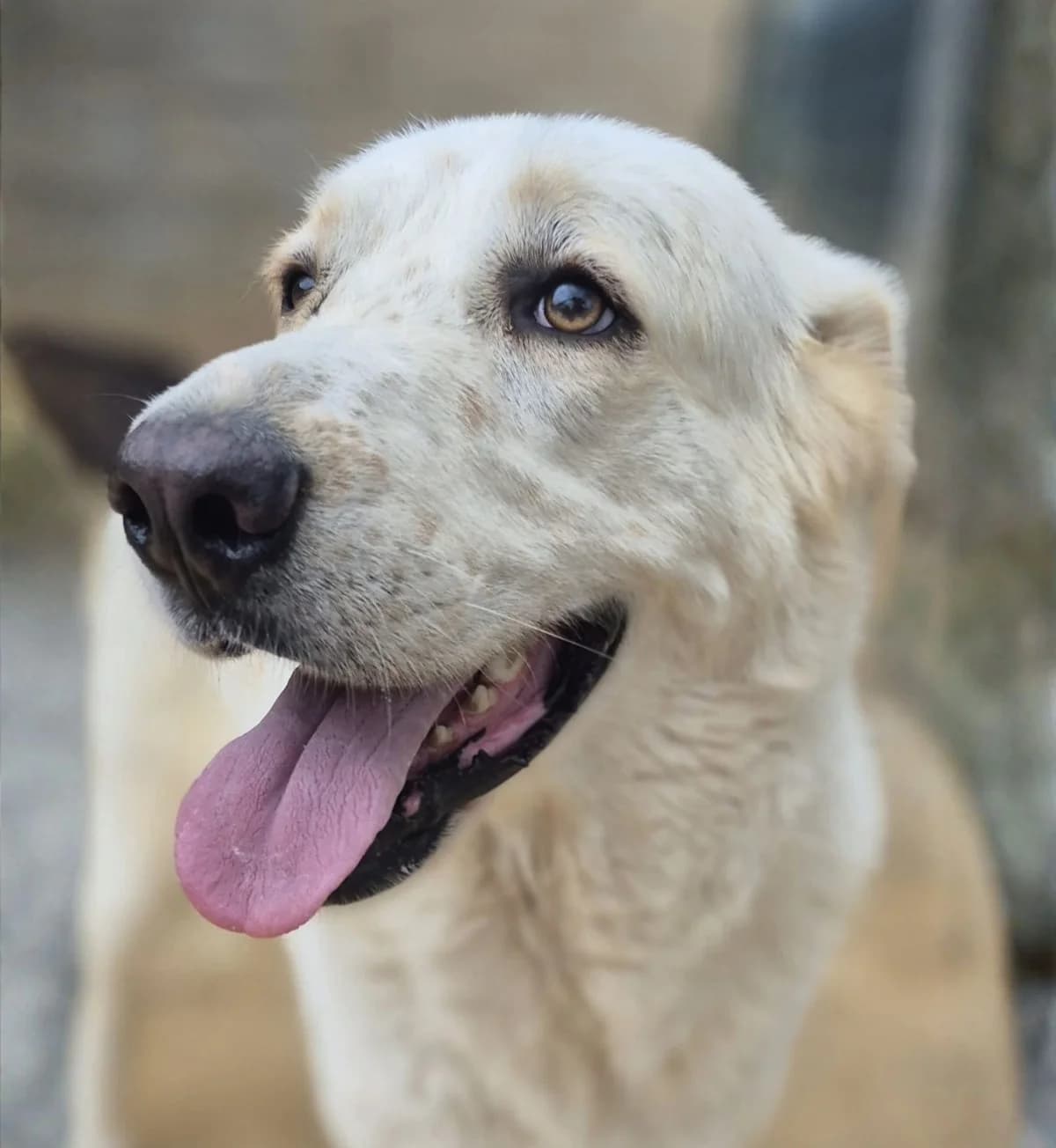 Candi, female mixed breed for adoption at APASA Xabia, Xabia
