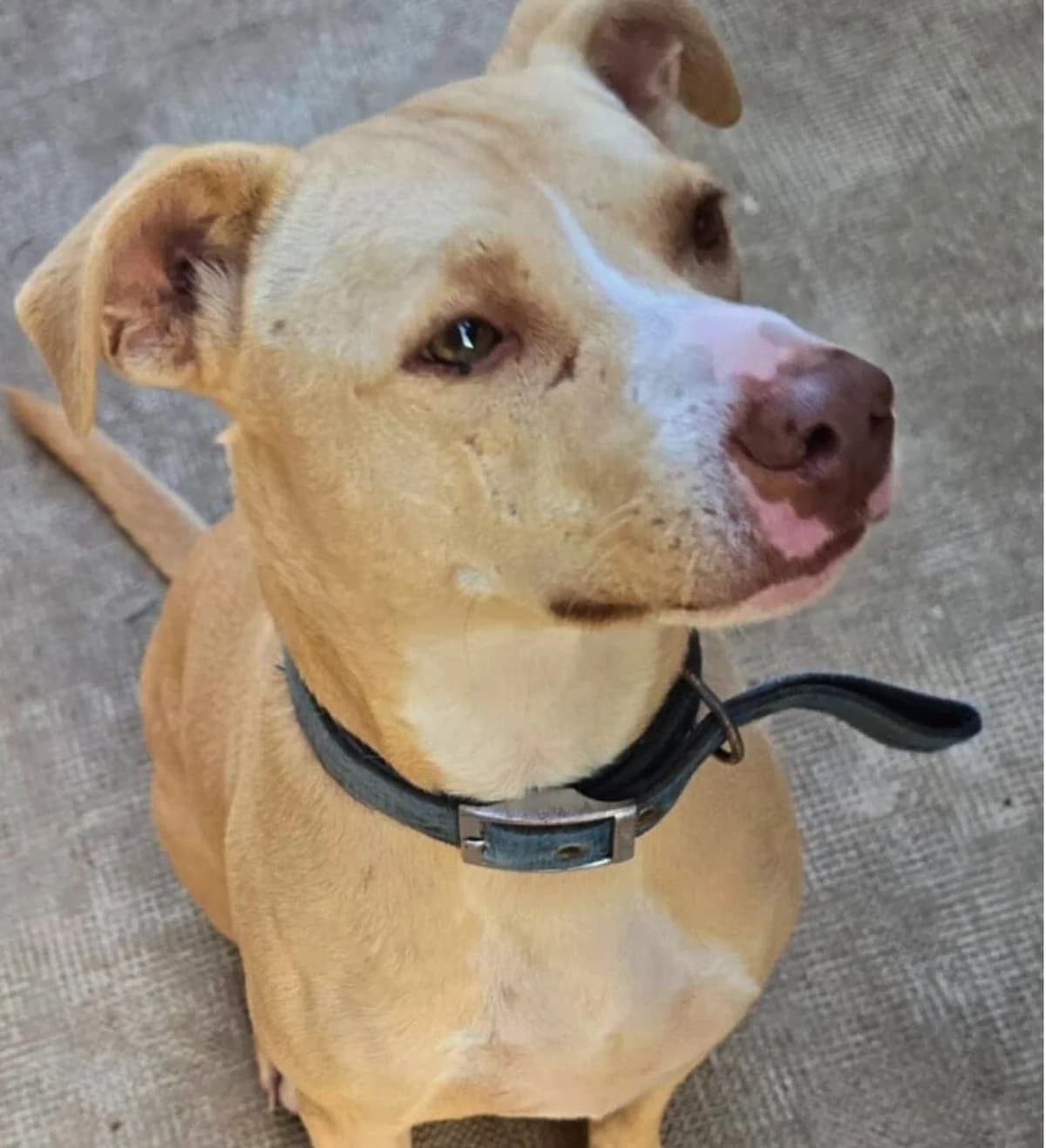 Cauteret, female Mixed Breed for adoption at APASA Xabia, Xabia