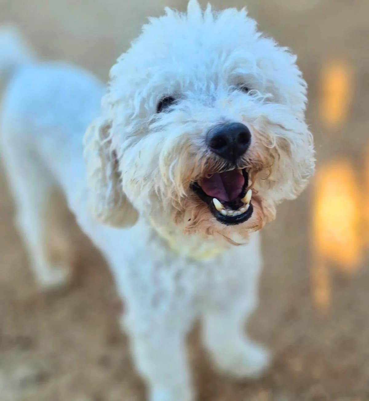 Cronopio, female puppy Poodle for adoption at APASA Xabia, Xabia