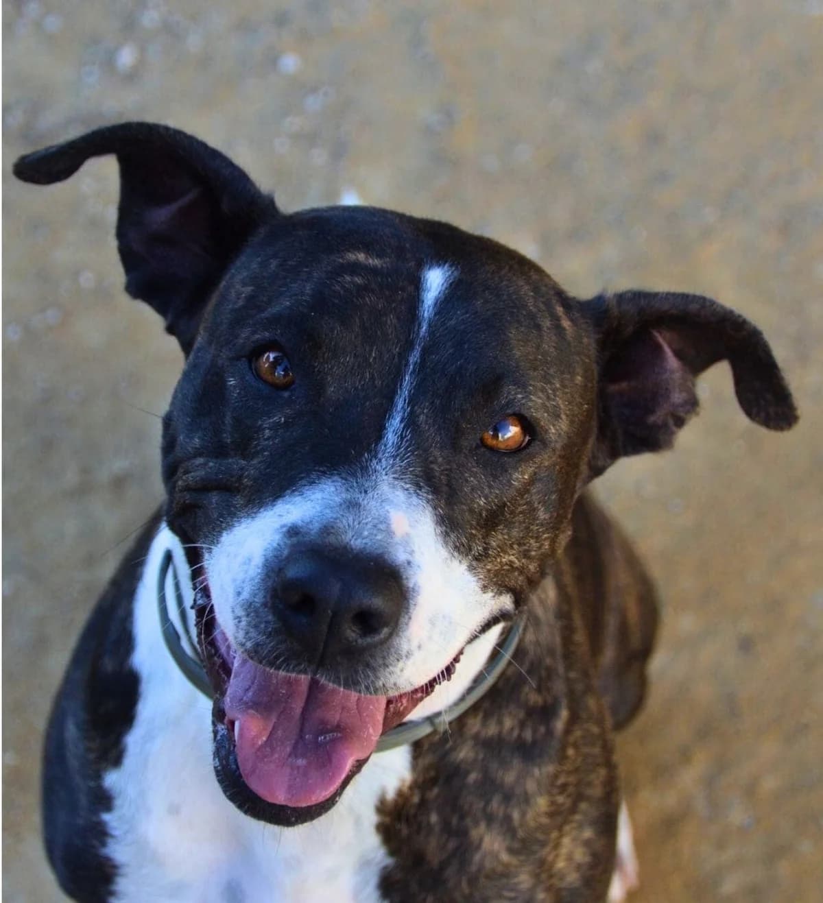 Diavla, female American Staffordshire Terrier for adoption at APASA Xabia, Xabia