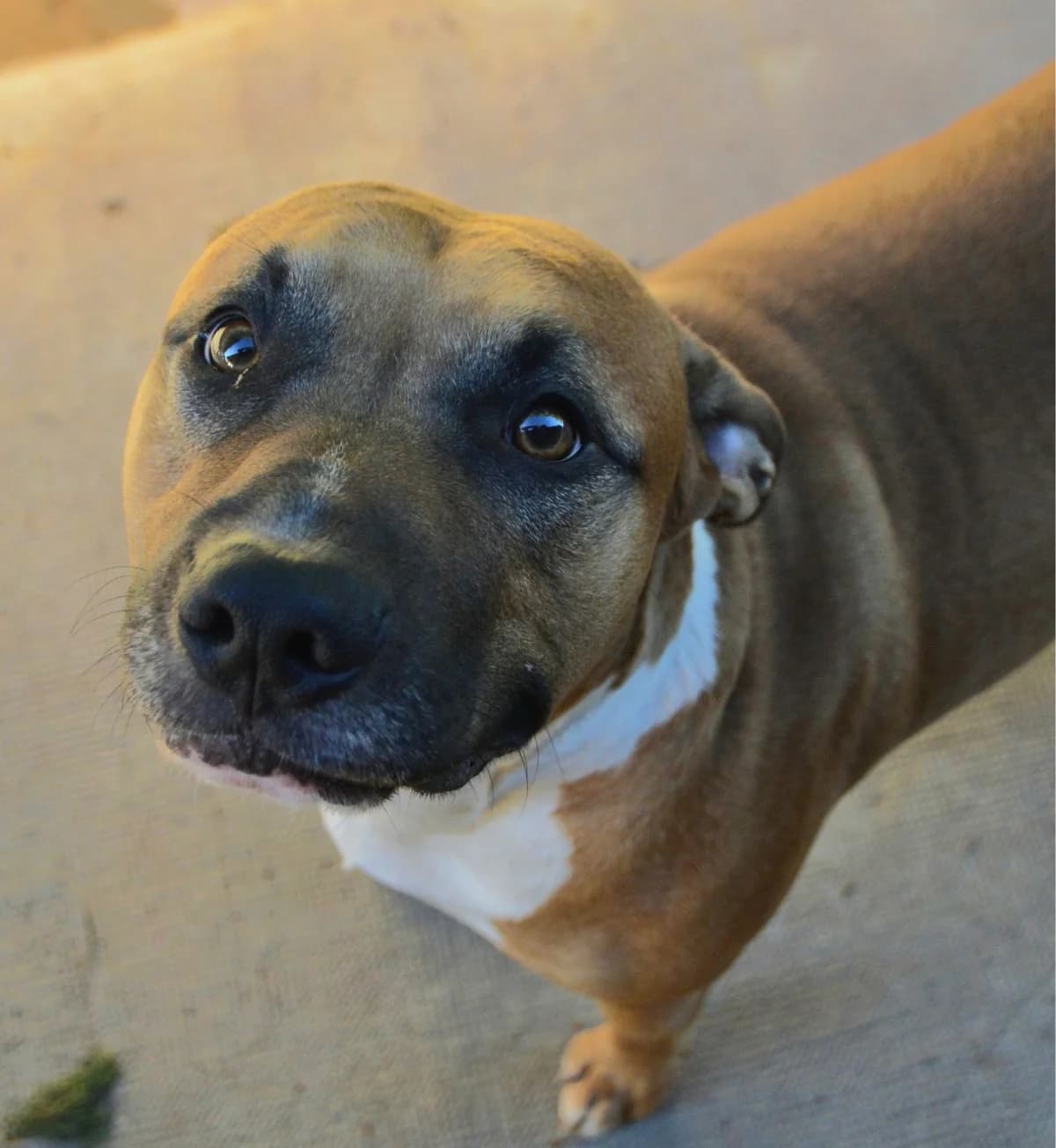 Digby, Mixed Breed (APASA Xabia)