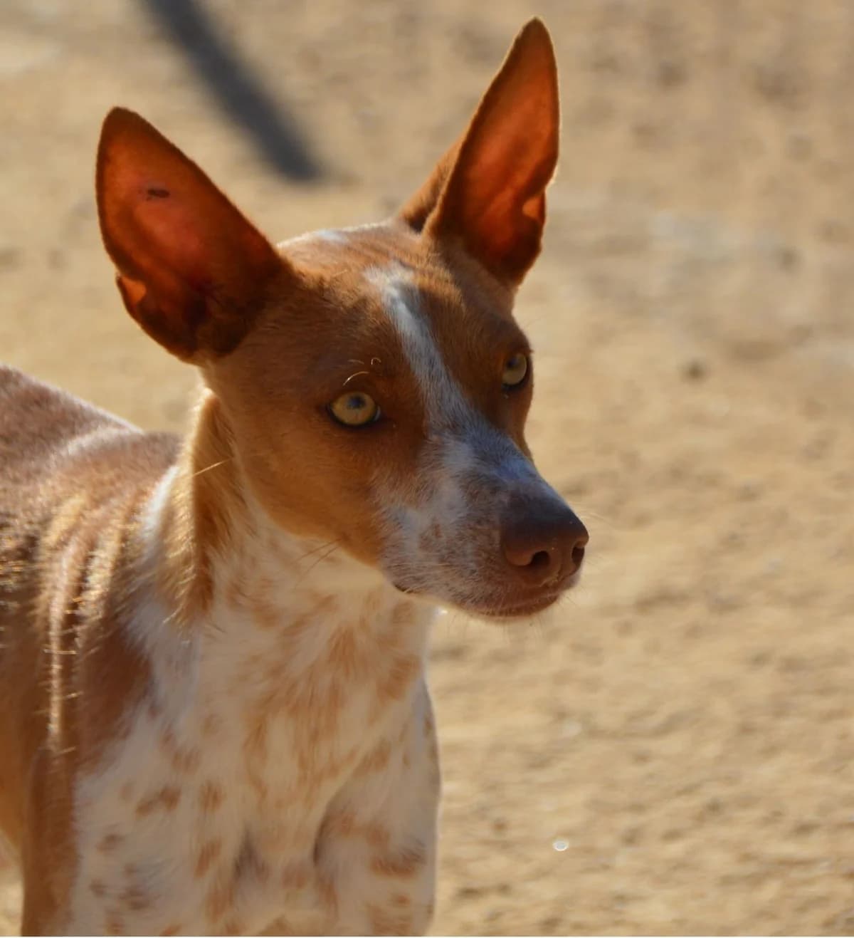 Falko, female Podenco for adoption at APASA Xabia, Xabia