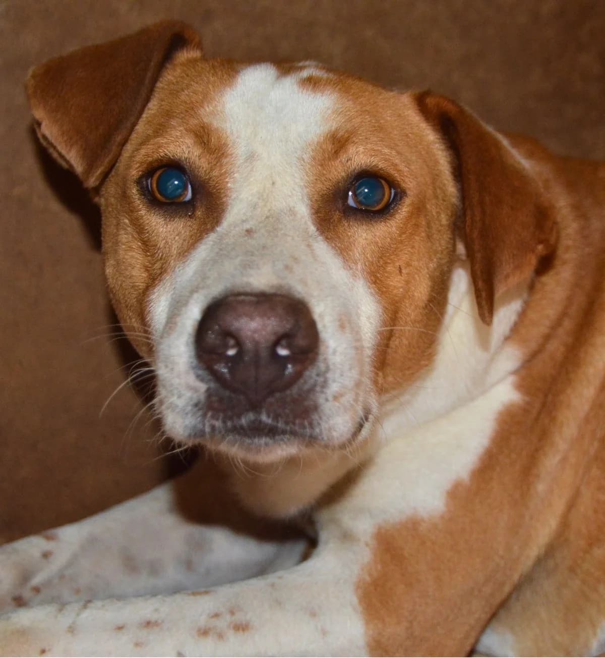 Fred, Mixed Breed (APASA Xabia)