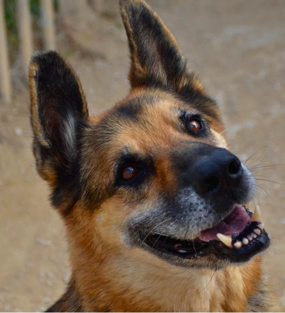 Gerry, German Shepherd (APASA Xabia)