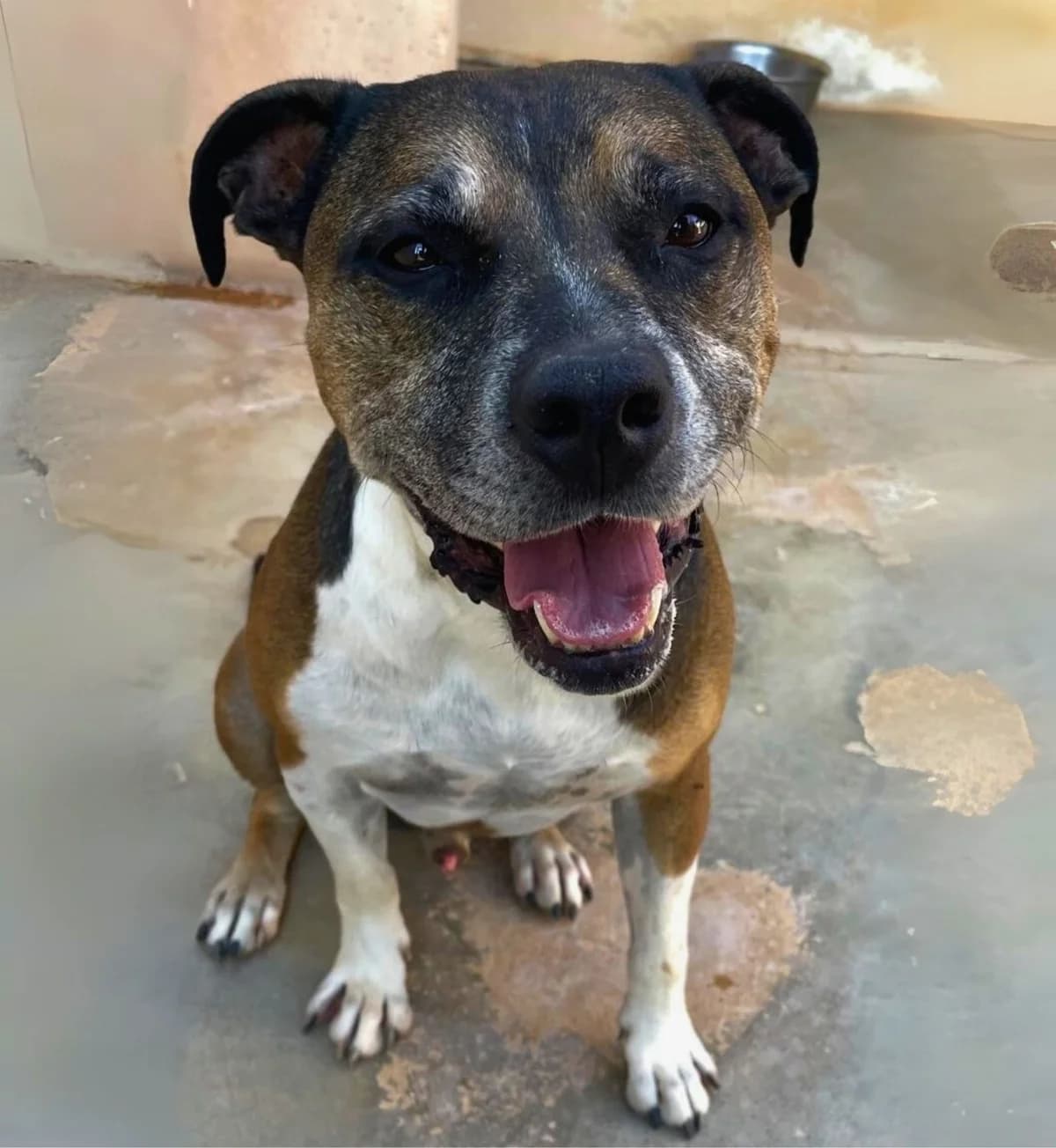Golfo, American Staffordshire Terrier (APASA Xabia)