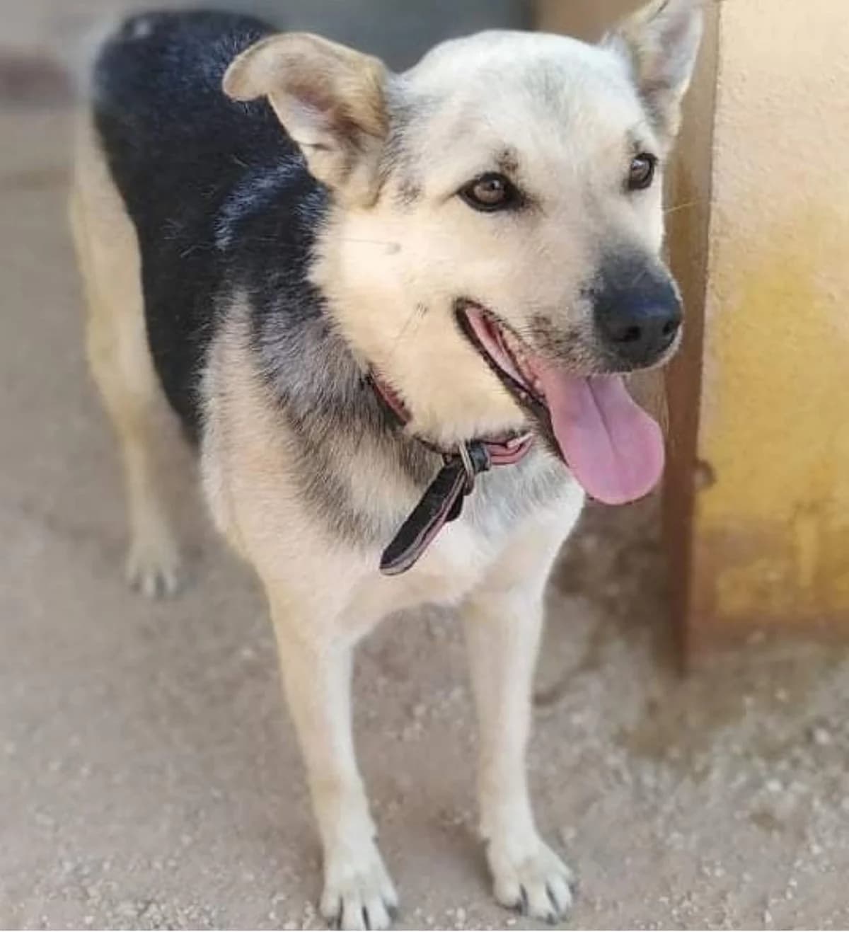 Jedi, female mixed breed for adoption at APASA Xabia, Xabia