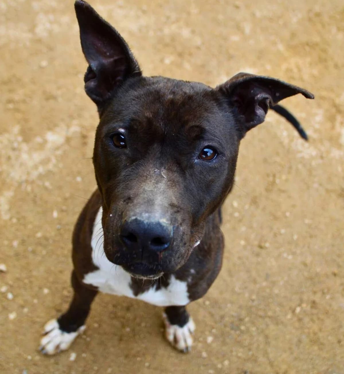 Kaia, female Mixed Breed for adoption at APASA Xabia, Xabia