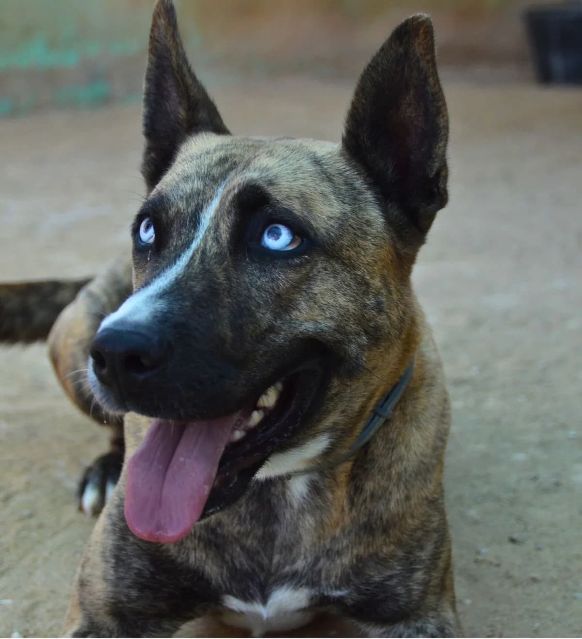 Kasha, female Mixed Breed for adoption at APASA Xabia, Xabia