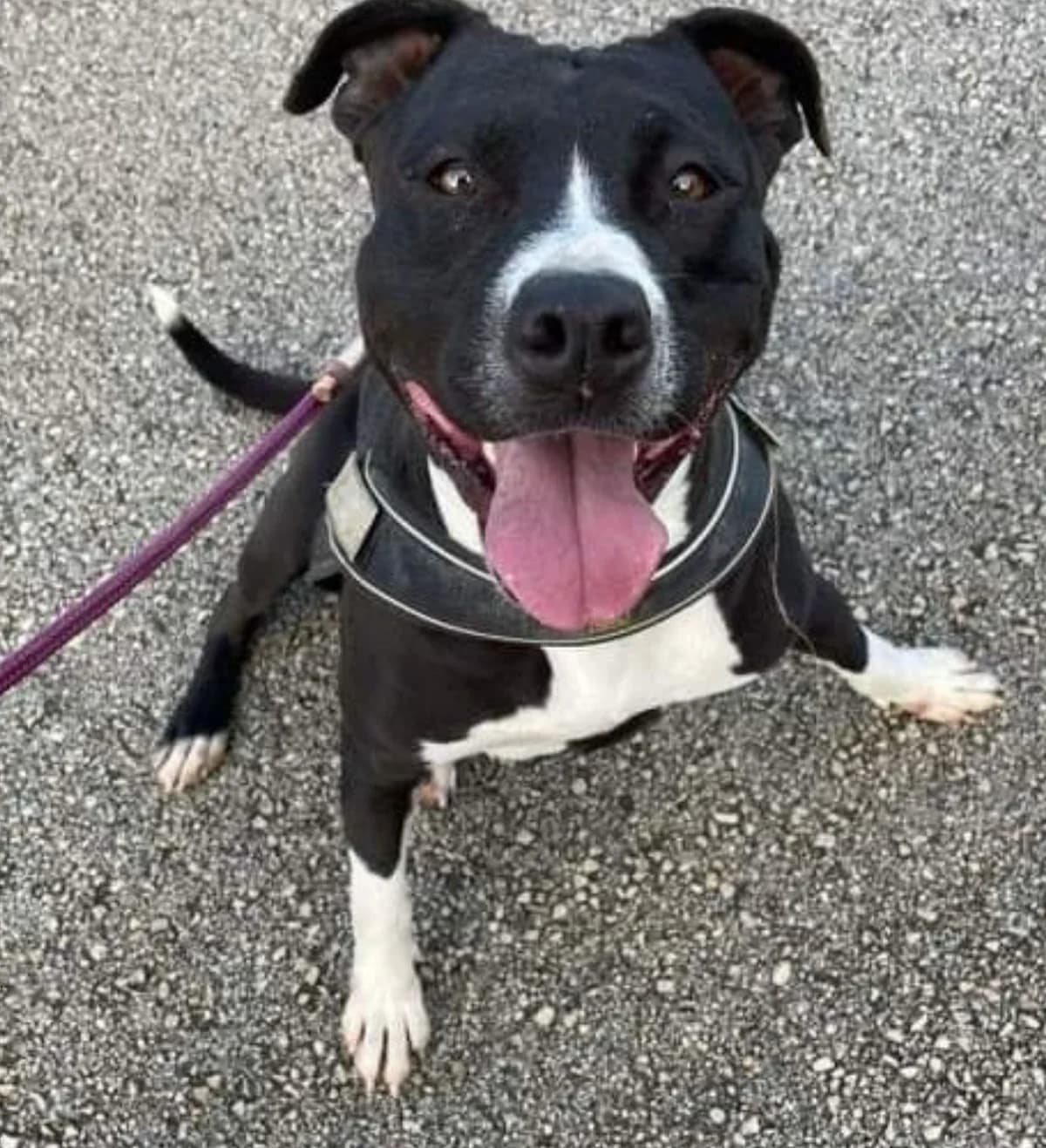 Kylie, female Staffordshire Bull Terrier for adoption at APASA Xabia, Xabia