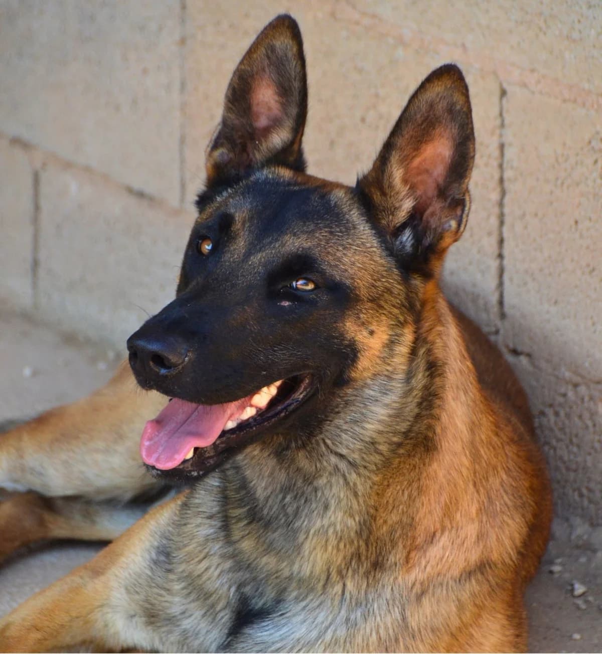Lufi, Belgian Malinois (APASA Xabia)