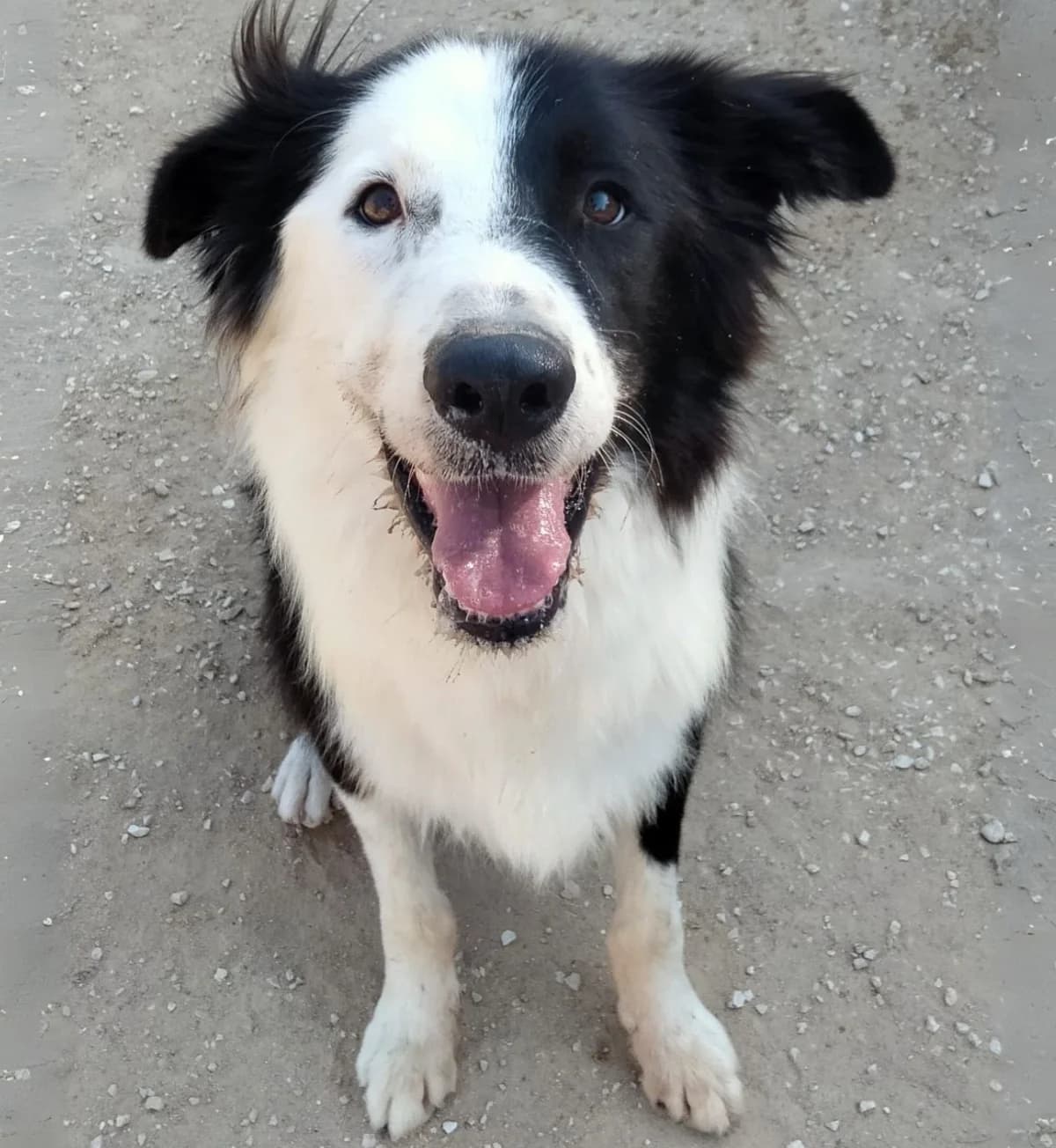 Mac, Border Collie (APASA Xabia)
