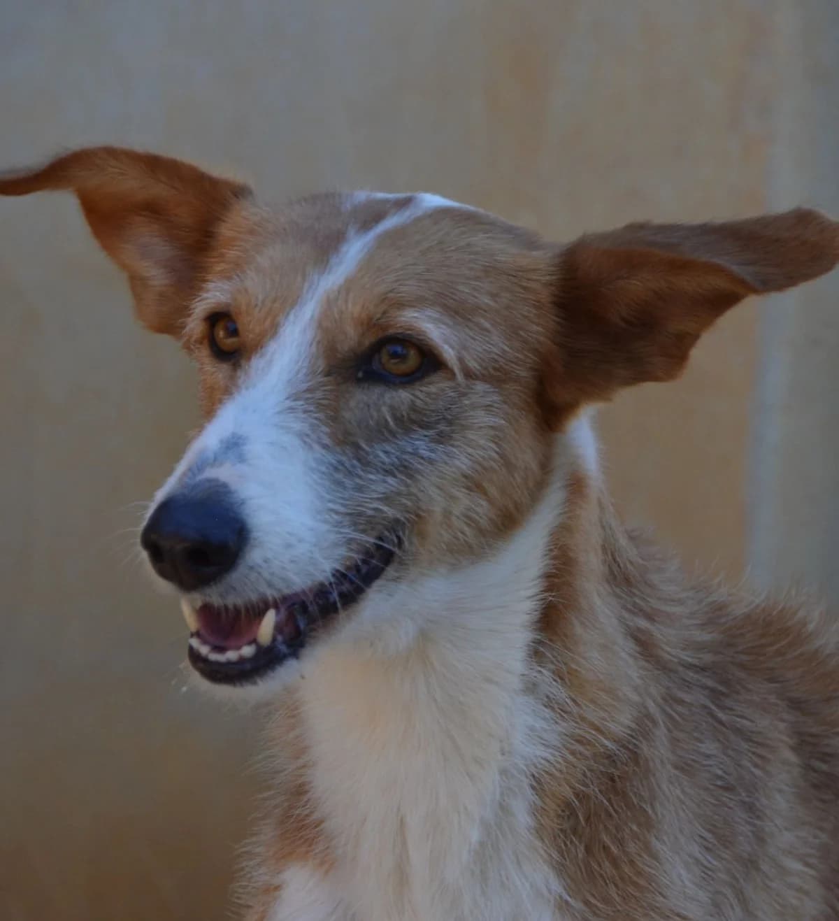 Misty, female Podenco for adoption at APASA Xabia, Xabia
