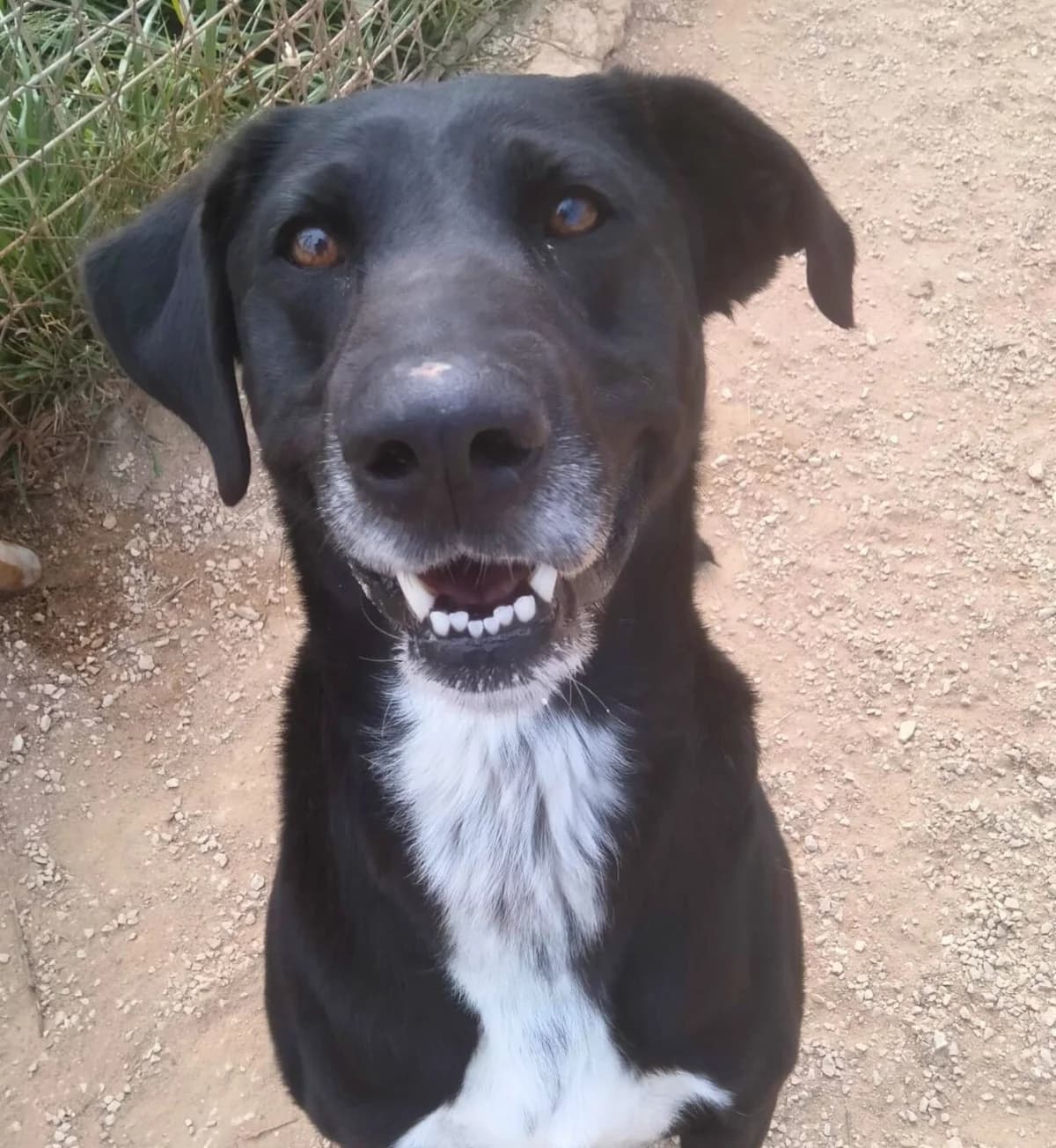 Negrito, female puppy Mixed Breed for adoption at APASA Xabia, Xabia