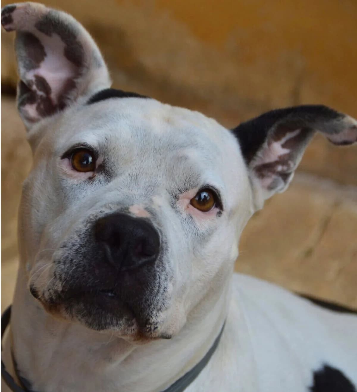 Neige, female Pit Bull Terrier for adoption at APASA Xabia, Xabia