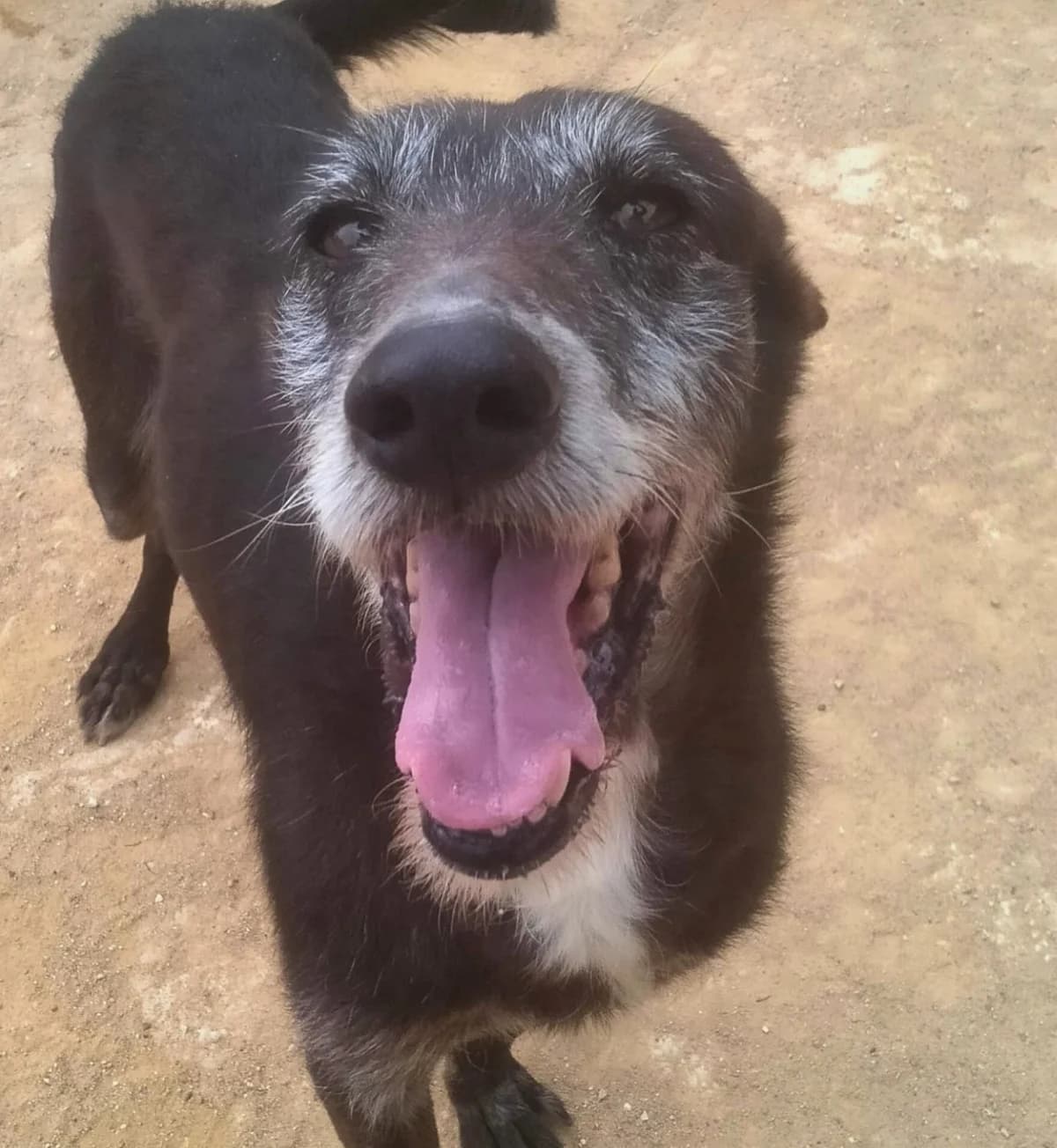 Odie, female senior Mixed Breed for adoption at APASA Xabia, Xabia