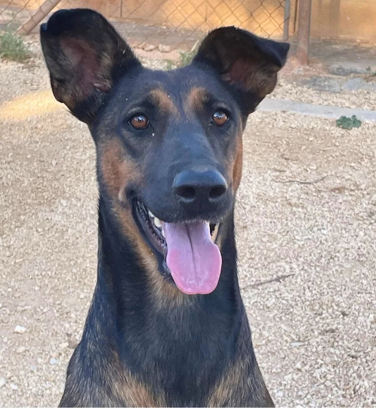 Peach, Mixed Breed (APASA Xabia)