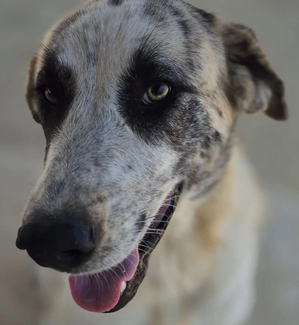 Pili, female puppy Spanish Mastiff for adoption at APASA Xabia, Xabia