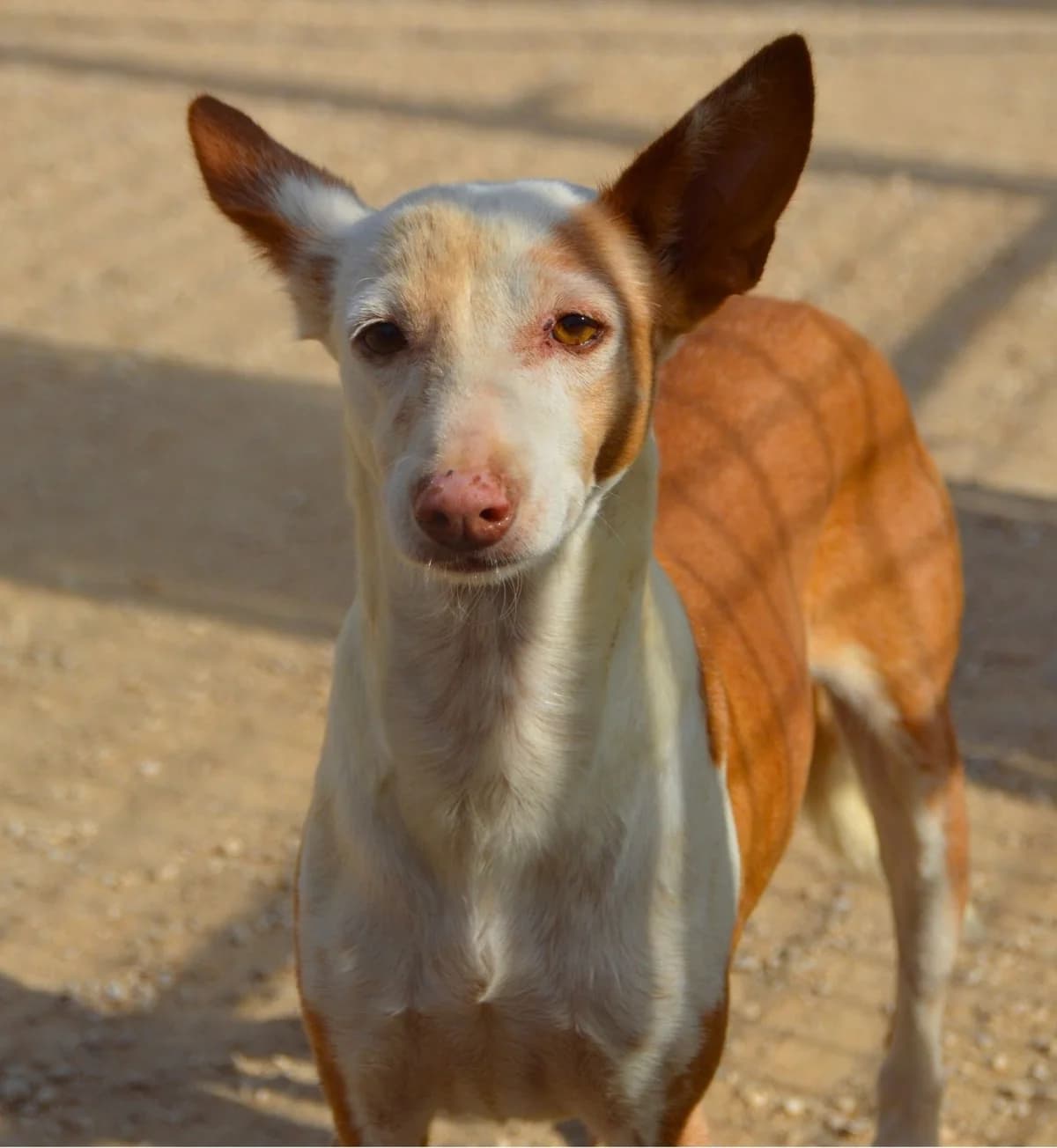 Prisca, Podenco (APASA Xabia)