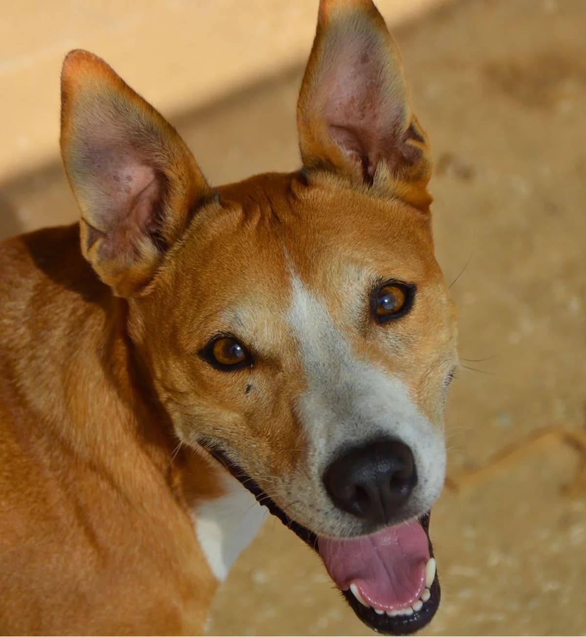 Reina, female Mixed Breed for adoption at APASA Xabia, Xabia