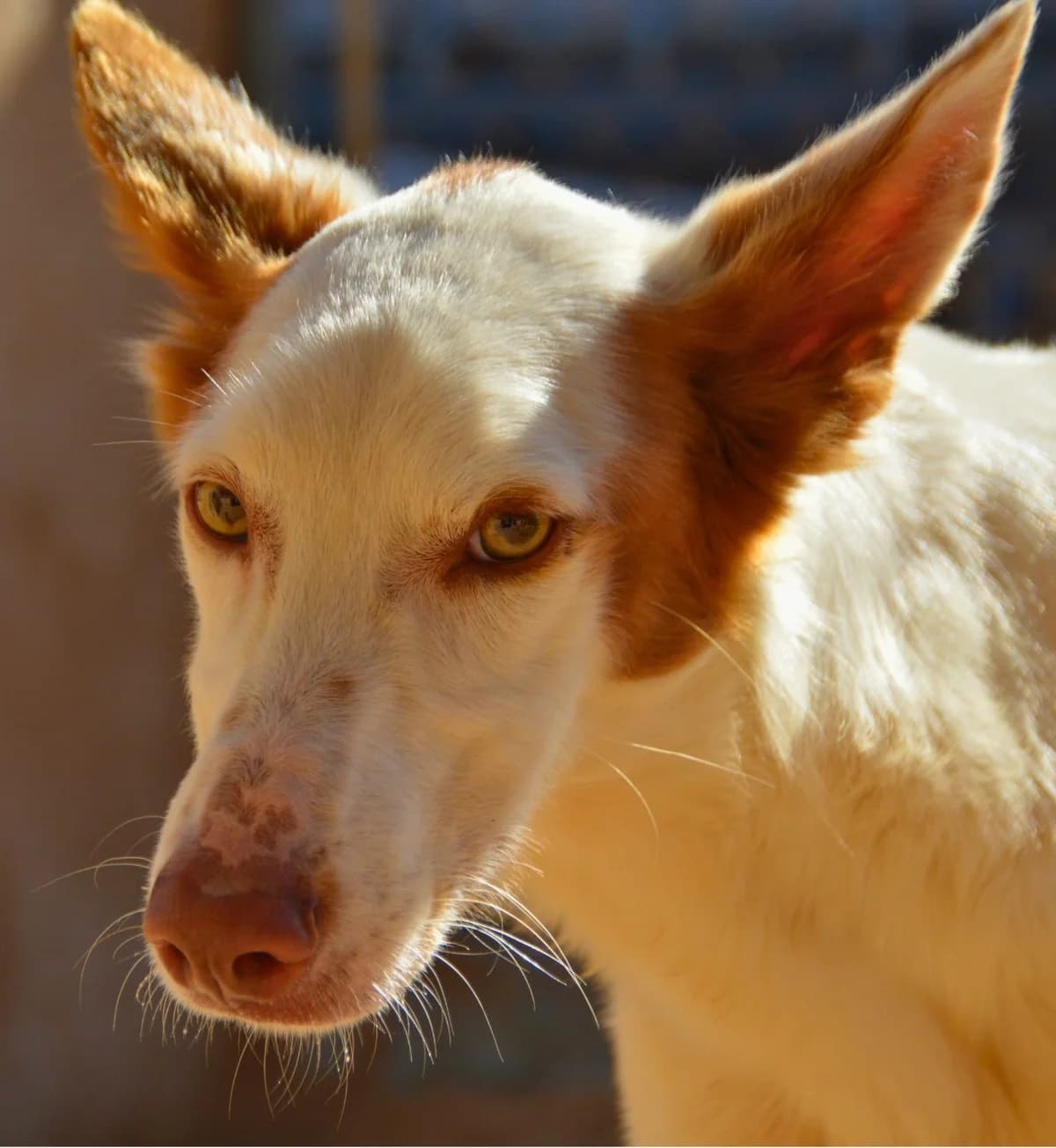 Ruben, female Podenco for adoption at APASA Xabia, Xabia