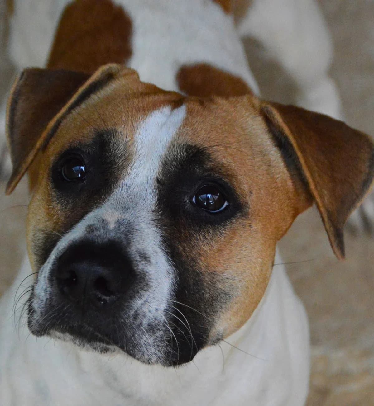 Sade, Mixed Breed (APASA Xabia)