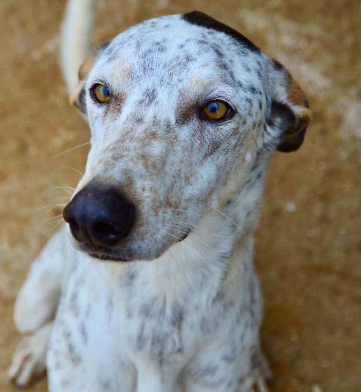 Stitch, Galgo Español (APASA Xabia)