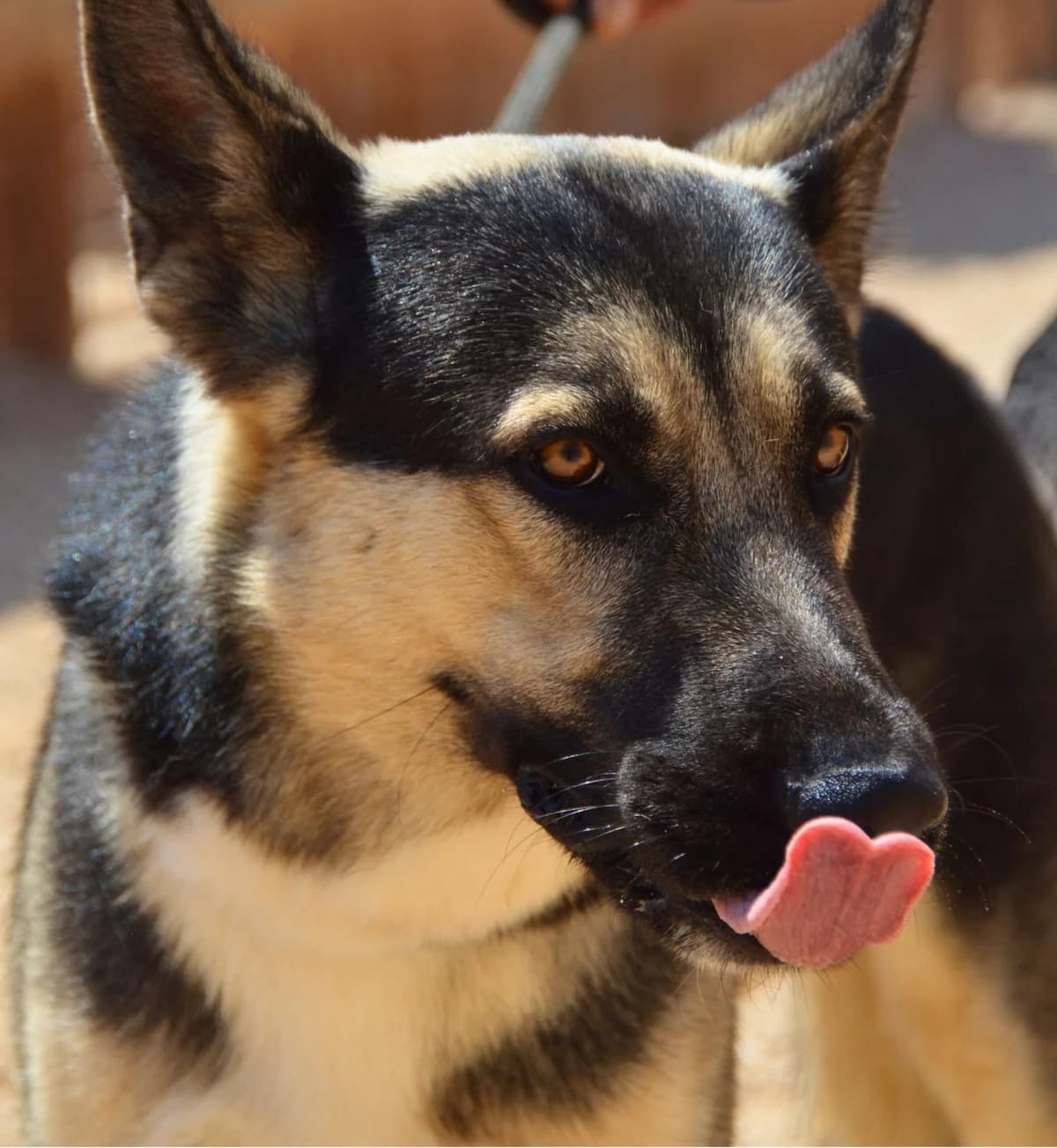 Tauro, female young Mixed Breed for adoption at APASA Xabia, Xabia