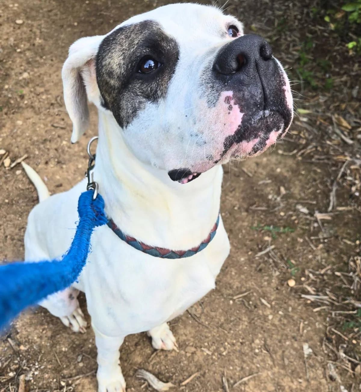 Thor Reserved, female young mixed breed for adoption at APASA Xabia, Xabia
