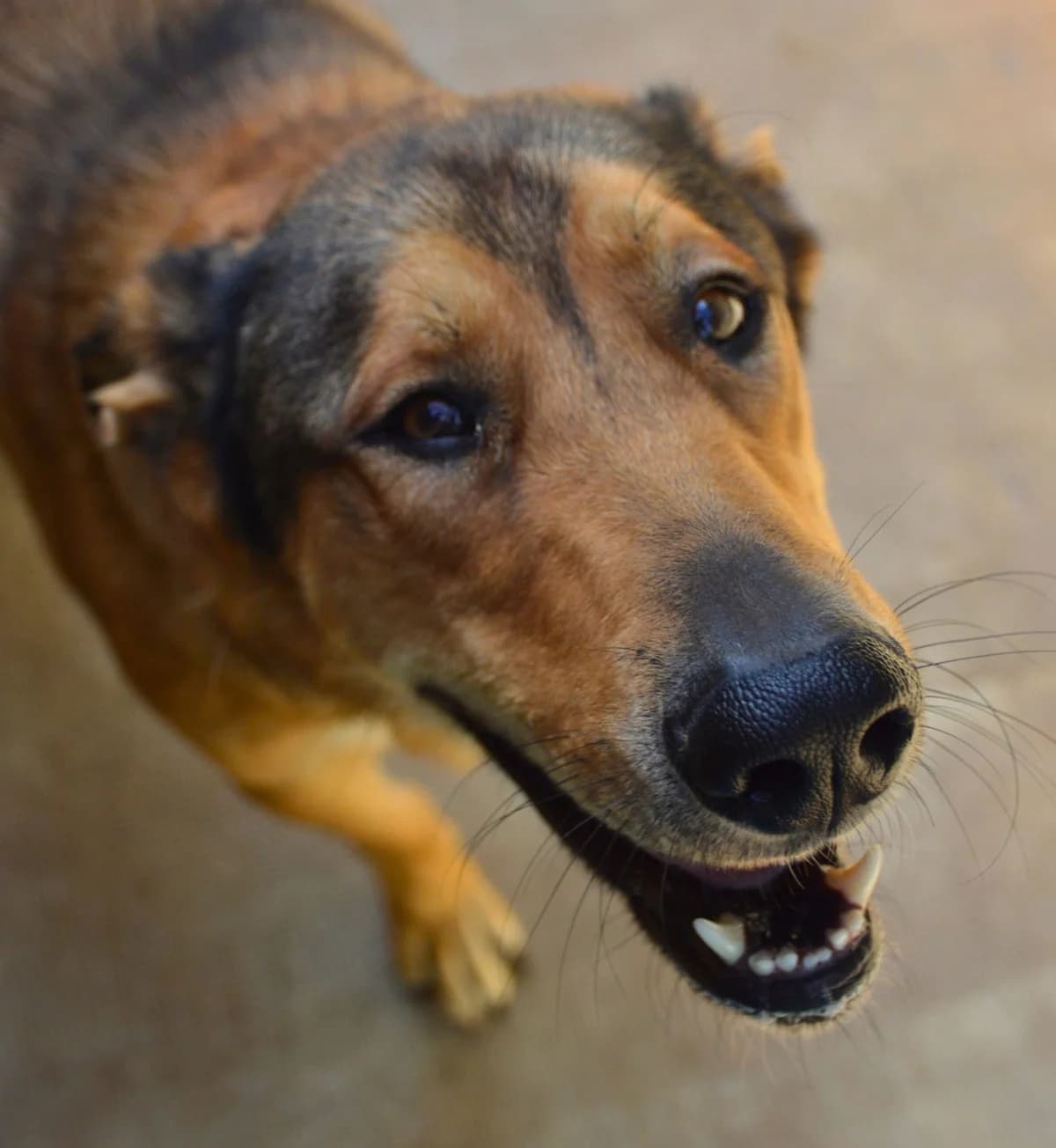 Tobi, Mixed Breed (APASA Xabia)